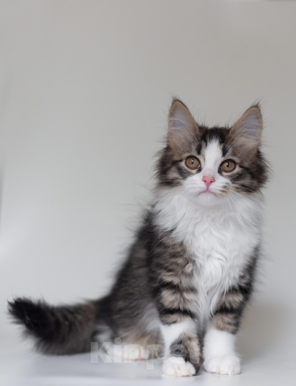 Кошки в Ногинске: Котенок девочка в добрые руки Девочка, Бесплатно - фото 2