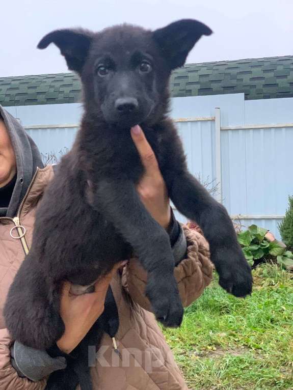 Собаки в других городах Ленинградской области: Щенки Немецкой овчарки Девочка, 30 000 руб. - фото 1
