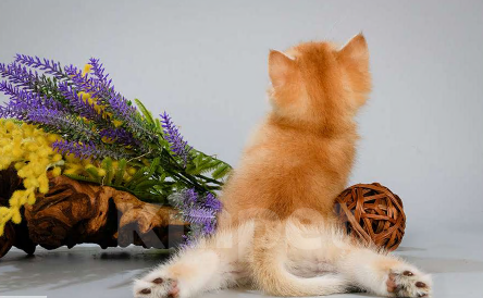 Кошки в Москве: Британские котята. Золотые шиншиллы. Мальчики и девочки. Мальчик, Бесплатно - фото 7