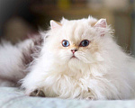 Кошки в Владивостоке: Британский котёнок. Нежное облачко Мальчик, 60 000 руб. - фото 7