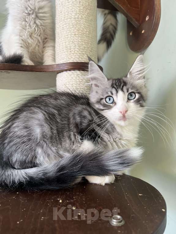 Кошки в Петрозаводске: Кошечка с голубыми глазами Девочка, 30 000 руб. - фото 1