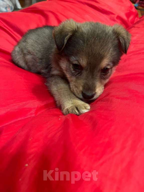 Собаки в Щелково: Подкидыши в срочном поиске дома! Мальчик, Бесплатно - фото 2