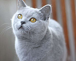 Кошки в Москве: Британский голубой котик, очень ласковый. Мальчик, 60 000 руб. - фото 1