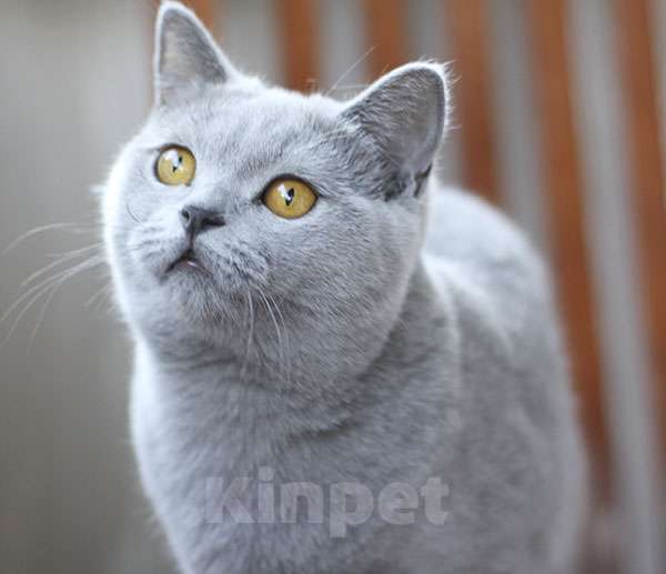 Кошки в Москве: Британский голубой котик, очень ласковый. Мальчик, 60 000 руб. - фото 1