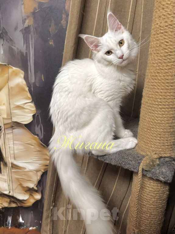 Кошки в Челябинске: Мейн-Кун Девочка, 35 000 руб. - фото 1