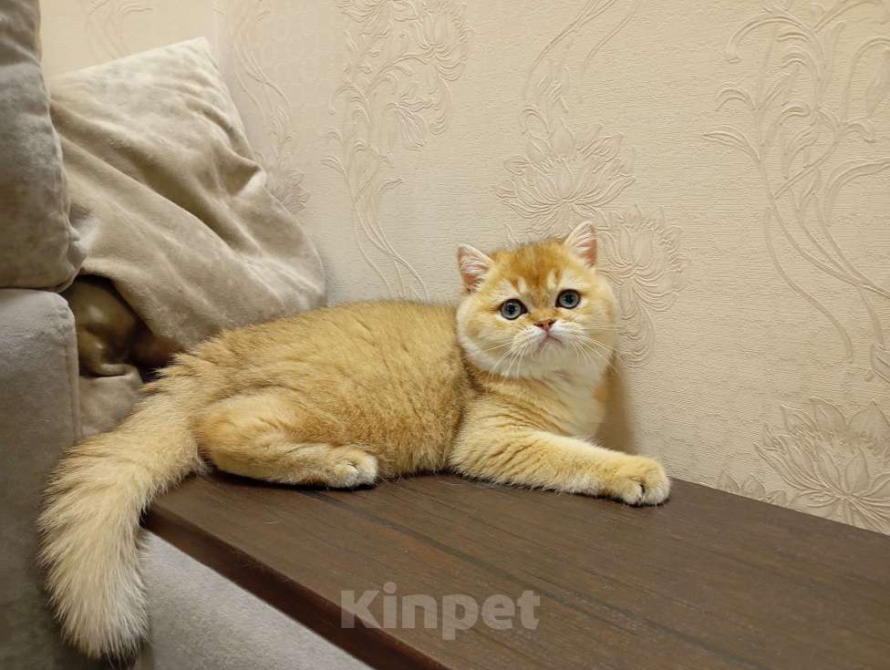 Кошки в Москве: Шотландский котик страйт Мальчик, 150 000 руб. - фото 2