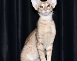 Кошки в Глазове: ориентальные котики с доками Мальчик, 50 000 руб. - фото 5