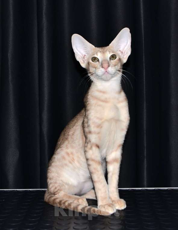 Кошки в Глазове: ориентальные котики с доками Мальчик, 50 000 руб. - фото 5