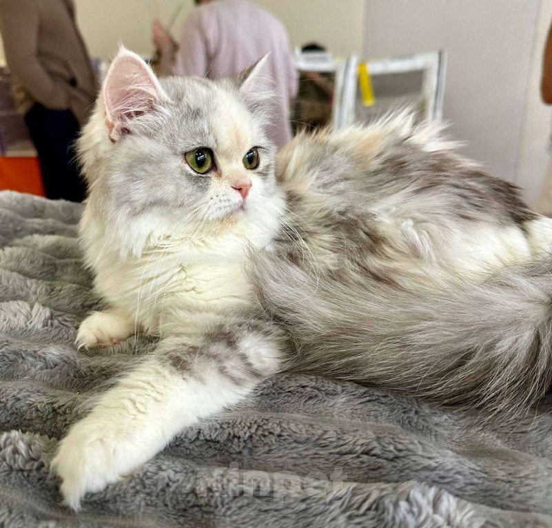 Кошки в Новосибирске: Шотландская прелесть  Девочка, 40 000 руб. - фото 8