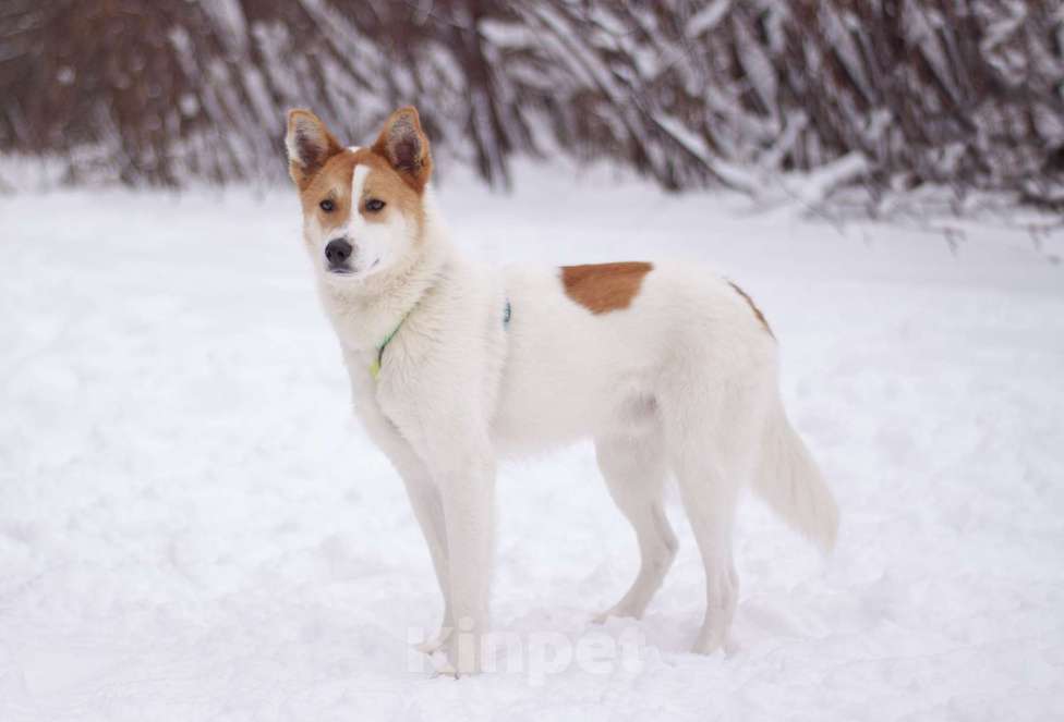 Собаки в Москве: Смышленный и ласковый Дэйв в поисках дома Мальчик, Бесплатно - фото 1