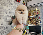 Собаки в Москве: Мини мальчик померанского шпица крошка на ладошку Мальчик, Бесплатно - фото 1