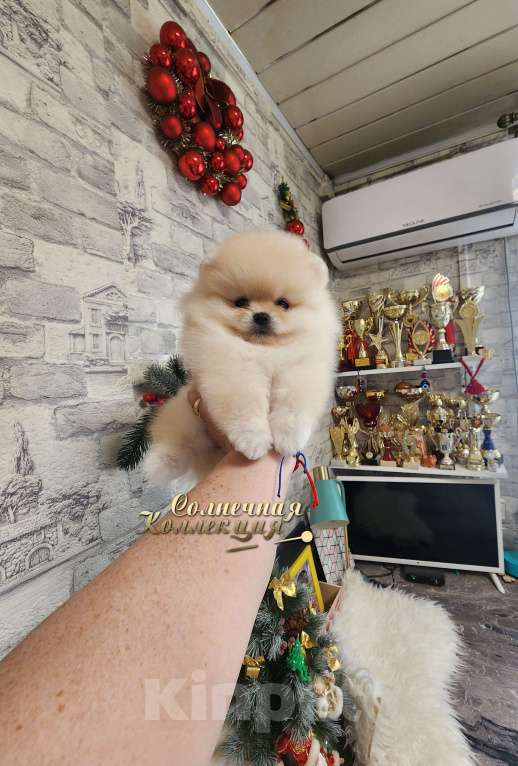 Собаки в Москве: Мини мальчик померанского шпица крошка на ладошку Мальчик, Бесплатно - фото 1