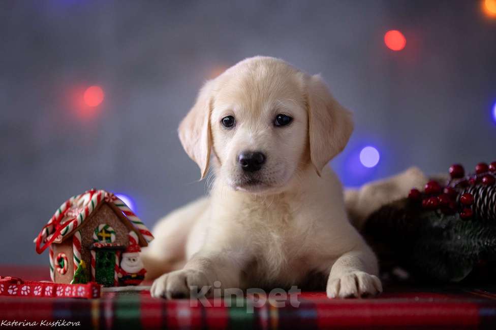 Собаки в Москве: Щенок лабрадора  Девочка, 80 000 руб. - фото 1