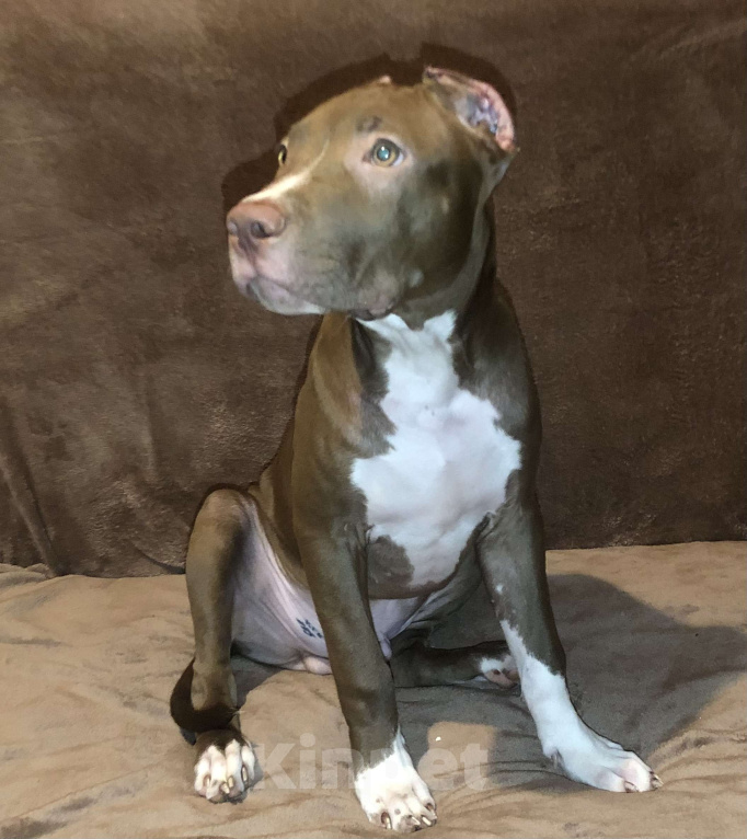 Собаки в Новосибирске: Щенок американского питбультерьера  Мальчик, 35 000 руб. - фото 1