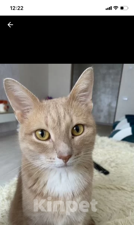 Кошки в Тольятти: Коты в добрые руки Мальчик, 1 руб. - фото 2