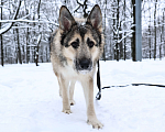 Собаки в Москве: Собака бесплатно Москва Мальчик, Бесплатно - фото 7