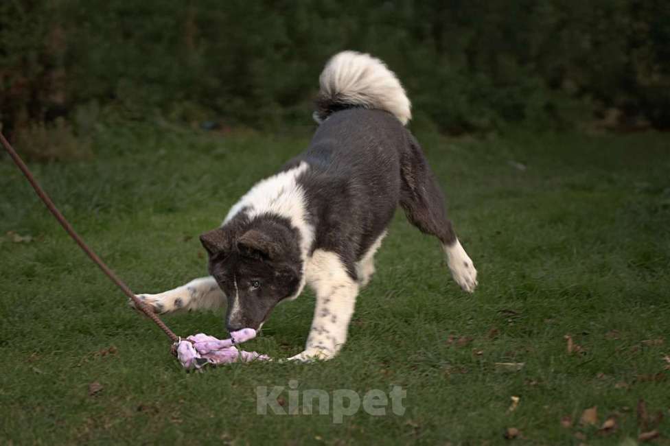 Собаки в Домодедово: Американская Акита подросток Девочка, Бесплатно - фото 2