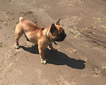 Собаки в Самаре: Французский бульдог Вязка, 1 руб. - фото 4