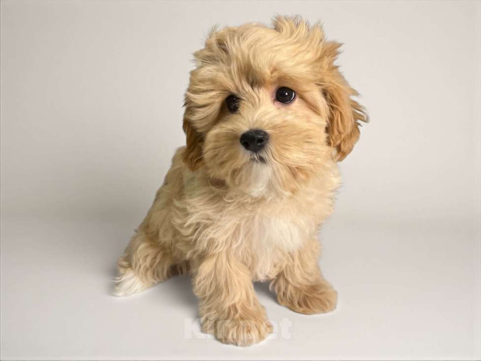 Собаки в Москве: Девочка Мальтипу F1  Девочка, 150 000 руб. - фото 4