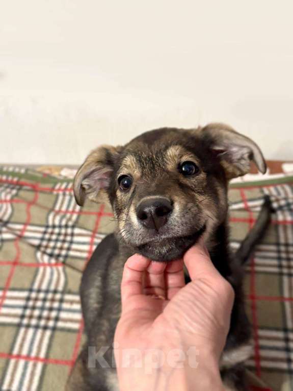 Собаки в других городах Московской области: Маркус  Мальчик, Бесплатно - фото 1