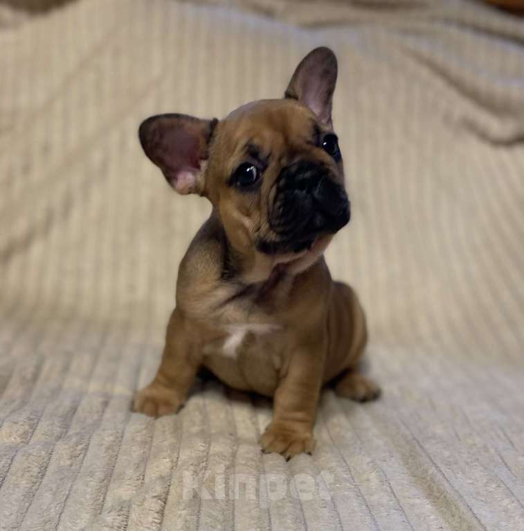 Собаки в Санкт-Петербурге: Супер девочка французского бульдога  Девочка, 40 000 руб. - фото 2