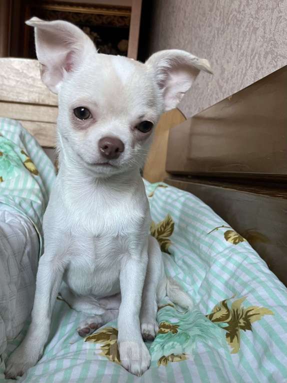 Собаки в Москве: Чихуахуа  Мальчик, 35 000 руб. - фото 2