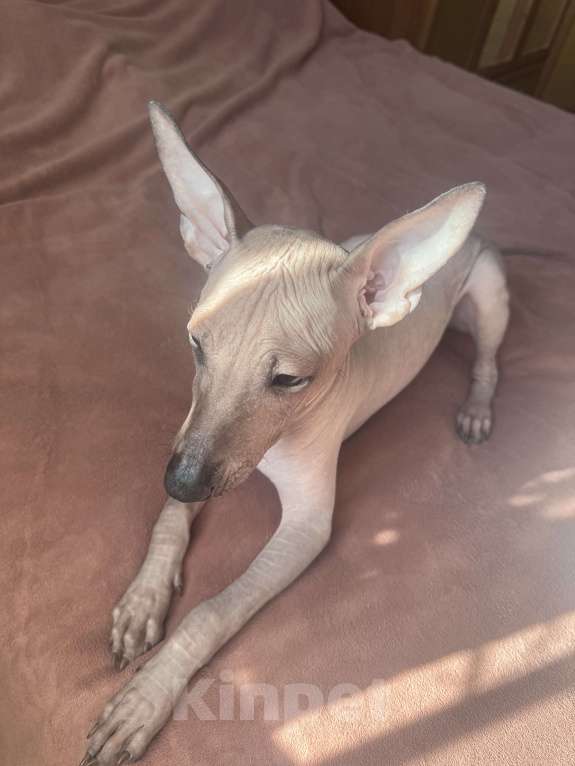 Собаки в Москве: Щенок Девочка, 50 000 руб. - фото 2