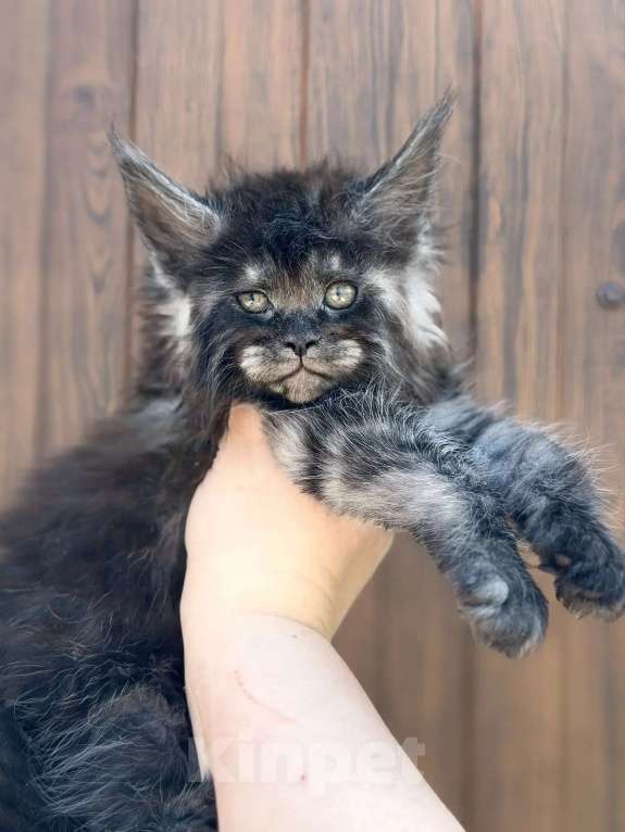 Кошки в Москве: Котенок мейн кун Девочка, 70 000 руб. - фото 1
