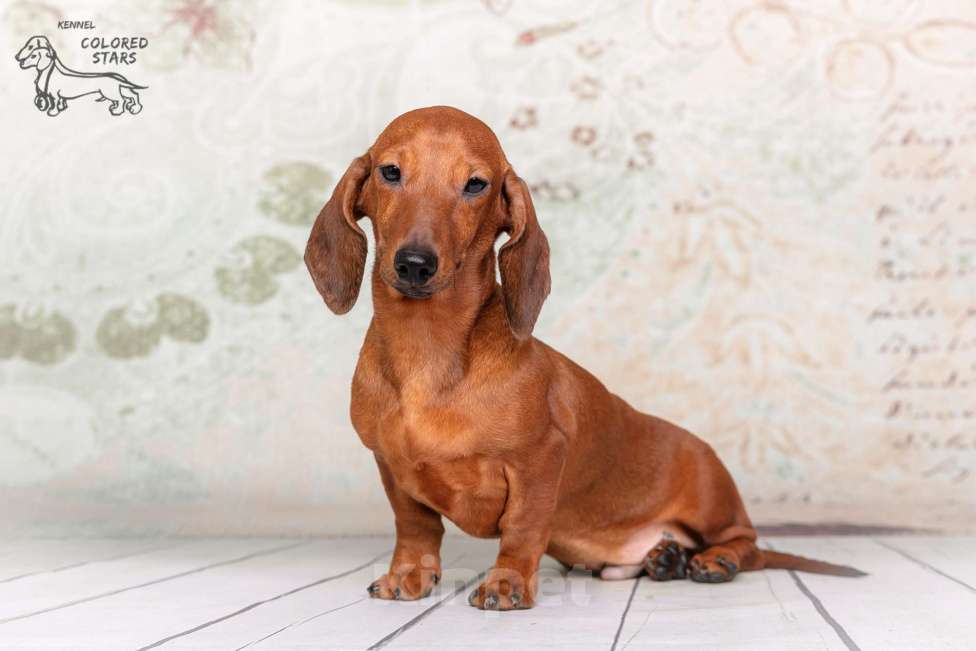 Собаки в Королеве: Такса взрослый пес Мальчик, 30 000 руб. - фото 5