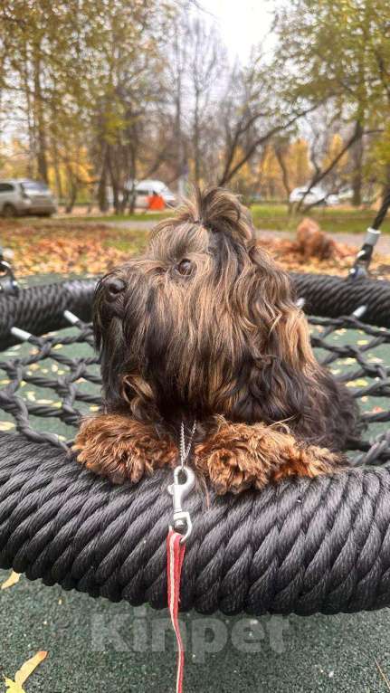 Собаки в Москве: Обаятельная девочка Хаванез  Девочка, 90 000 руб. - фото 2