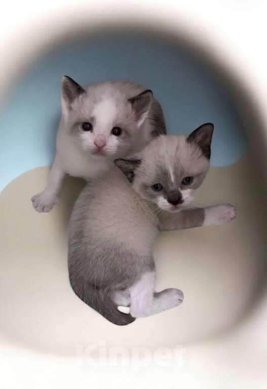 Кошки в Ростове-на-Дону: Котята Сноу шу Мальчик, 30 000 руб. - фото 4