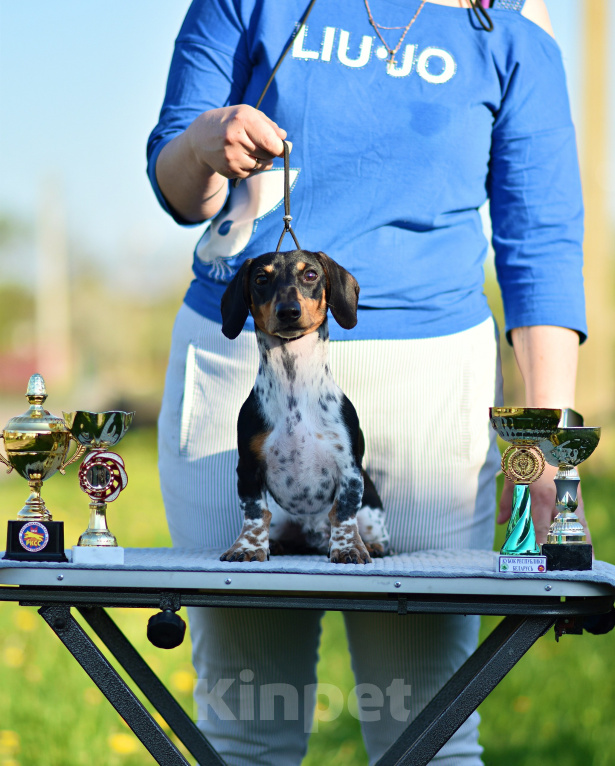 Собаки в других городах Московской области: 🐾 Добрый день☀️ 🏆 Профессиональный питомник «Magical Shine» предлагает щенков таксы миниатюрной па Мальчик, 100 000 руб. - фото 2