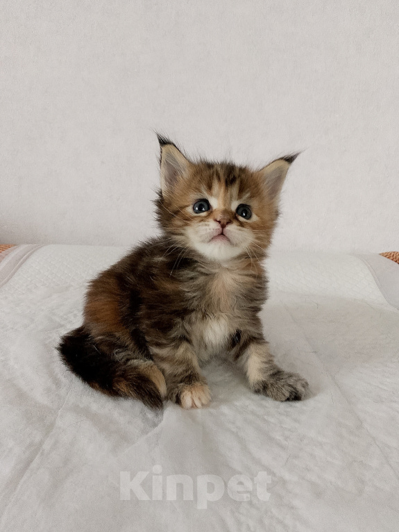 Кошки в Энгельс: Котенок Мэйн кун Девочка, 50 000 руб. - фото 1