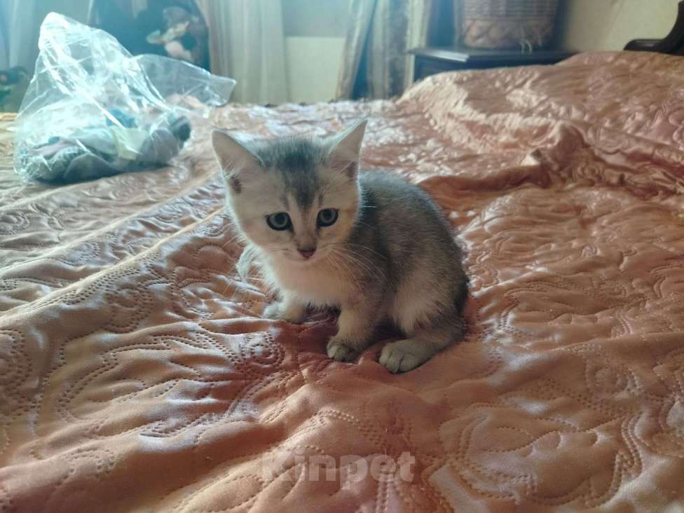 Кошки в Долгопрудном: Шотландские котята от золотой шиншилы  Девочка, 4 000 руб. - фото 5