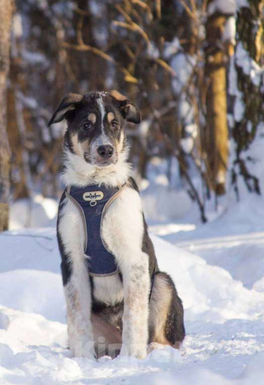 Собаки в Москве: Робби в поисках семьи! Мальчик, Бесплатно - фото 2