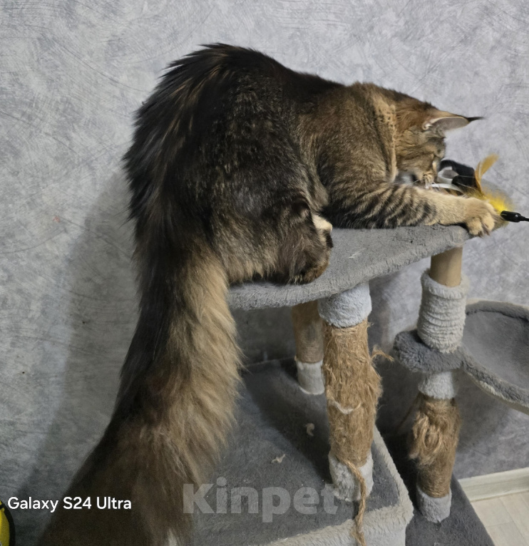 Кошки в Москве: Кошечка в любимки Девочка, 40 000 руб. - фото 5