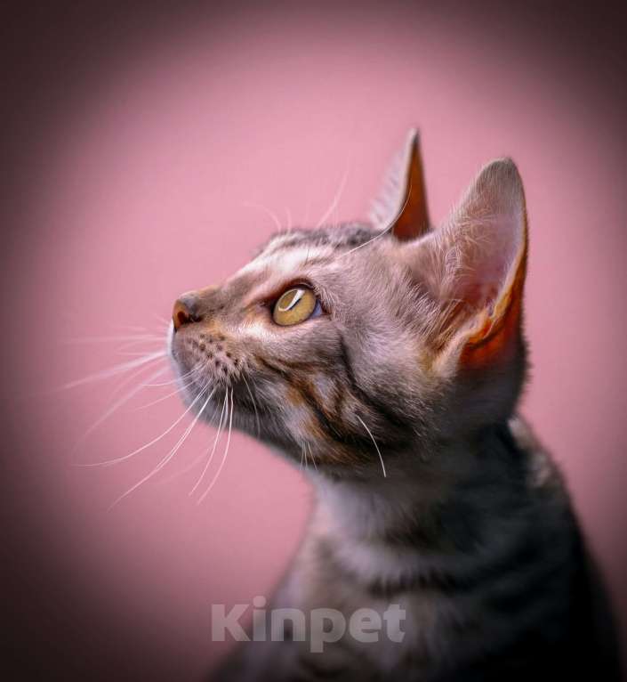 Кошки в Москве: Бенгальский котенок серебро Мальчик, 35 000 руб. - фото 3