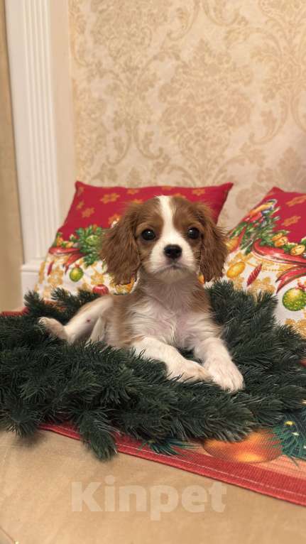 Собаки в Москве: Щенки кавалер-кинг-чарльз-спаниеля  Мальчик, 70 000 руб. - фото 1