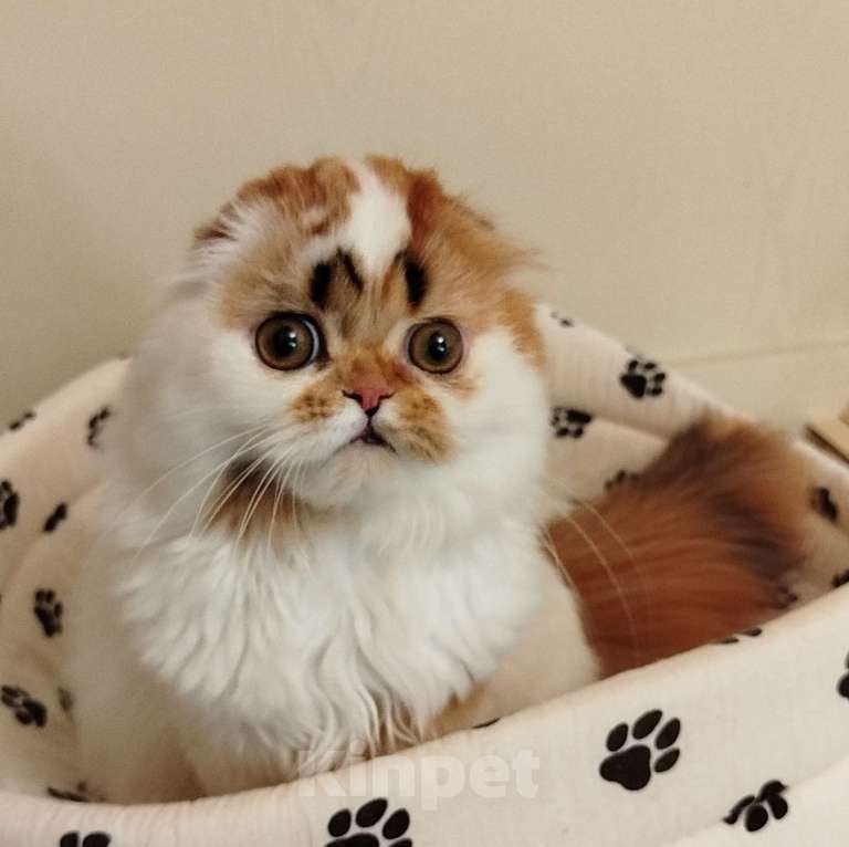 Кошки в Валдае: Шотландские котята- победители выставки Девочка, 30 000 руб. - фото 1