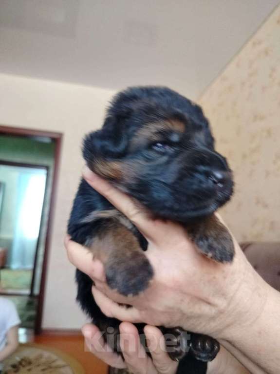 Собаки в Воронеже: Щенки немецкой овчарки Девочка, 80 000 руб. - фото 1