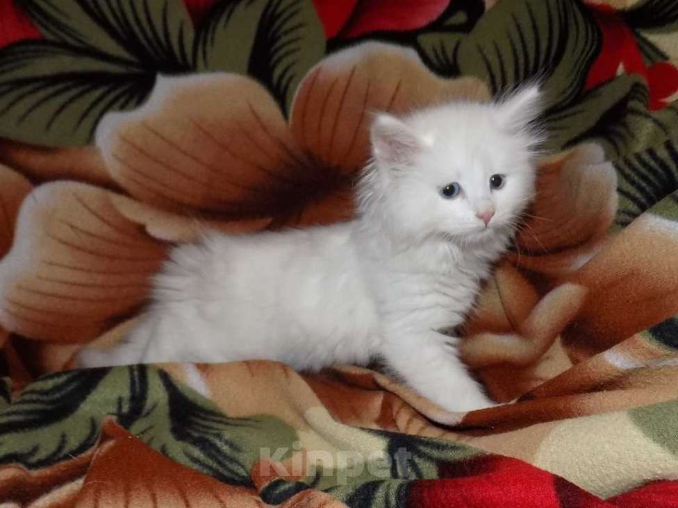 Кошки в Москве: Турецкая ангора, котенок девочка Девочка, 15 000 руб. - фото 3