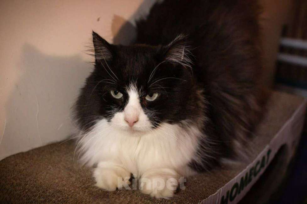 Кошки в Москве: Пушистый котик в добрые руки Мальчик, Бесплатно - фото 2