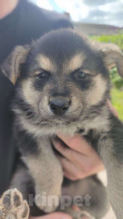 Собаки в других городах Орловской области: Щенки в добрые руки Девочка, Бесплатно - фото 4
