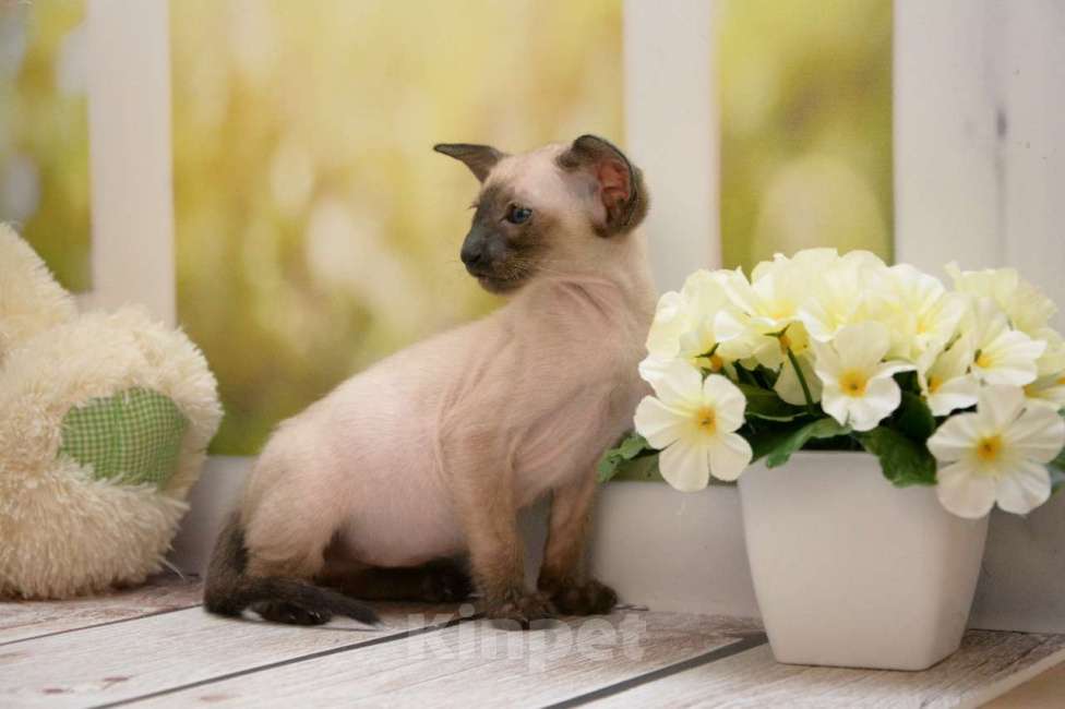 Кошки в Санкт-Петербурге: Ориентальная кошка 2.5 мес  Девочка, 70 000 руб. - фото 2