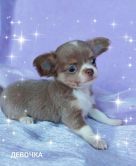Девочка Чихуахуа