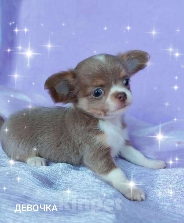 Собаки в Ногинске: Девочка Чихуахуа Девочка, 45 000 руб. - фото 1