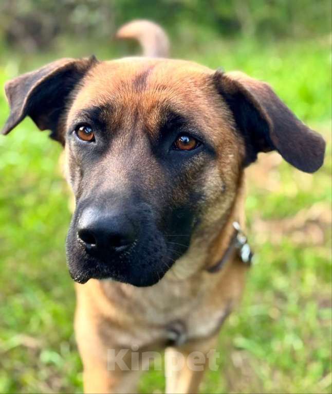 Собаки в Москве: Ищет дом замечательная собака Джина Девочка, 10 руб. - фото 4