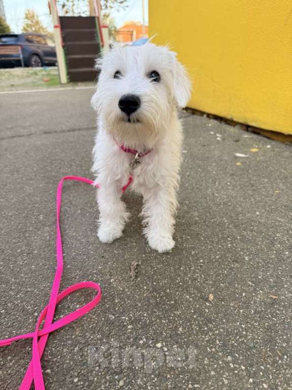 Собаки в Краснодаре: Щенок цвергшнауцер белый  Девочка, Бесплатно - фото 4