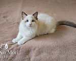 Кошки в Москве: Котёнок породы Рэгдолл - Brain Мальчик, 65 000 руб. - фото 2