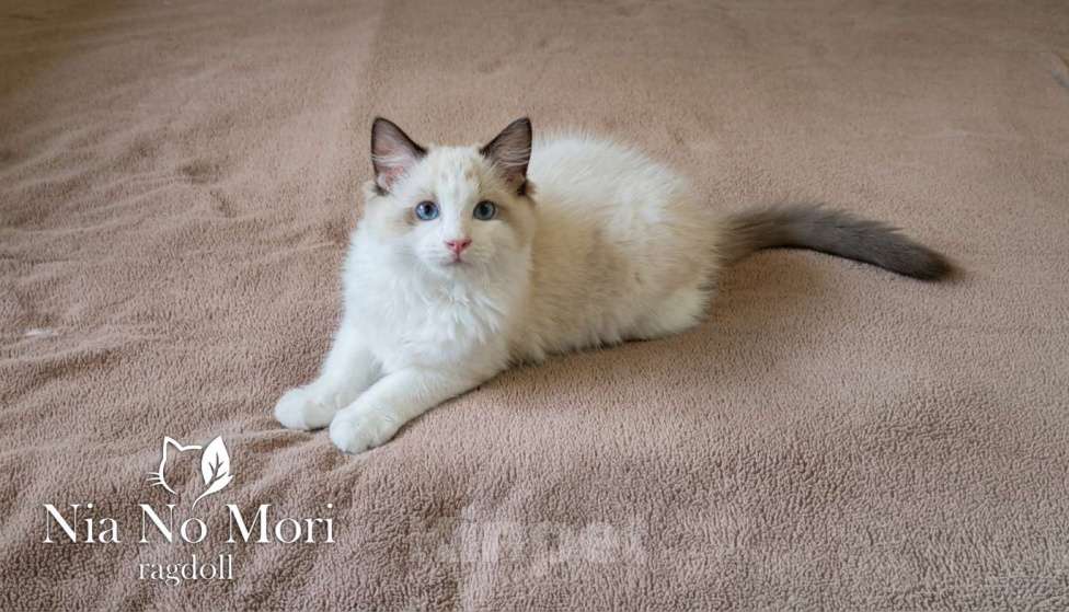 Кошки в Москве: Котёнок породы Рэгдолл - Brain Мальчик, 65 000 руб. - фото 2
